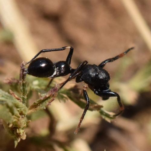 Réf. 334 563 : Leptorchestes sp.